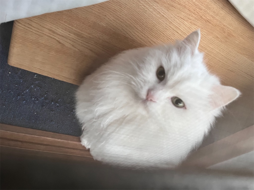f:id:may-cat:20240127225555j:image f:id:may-cat:20240127225555j:image
