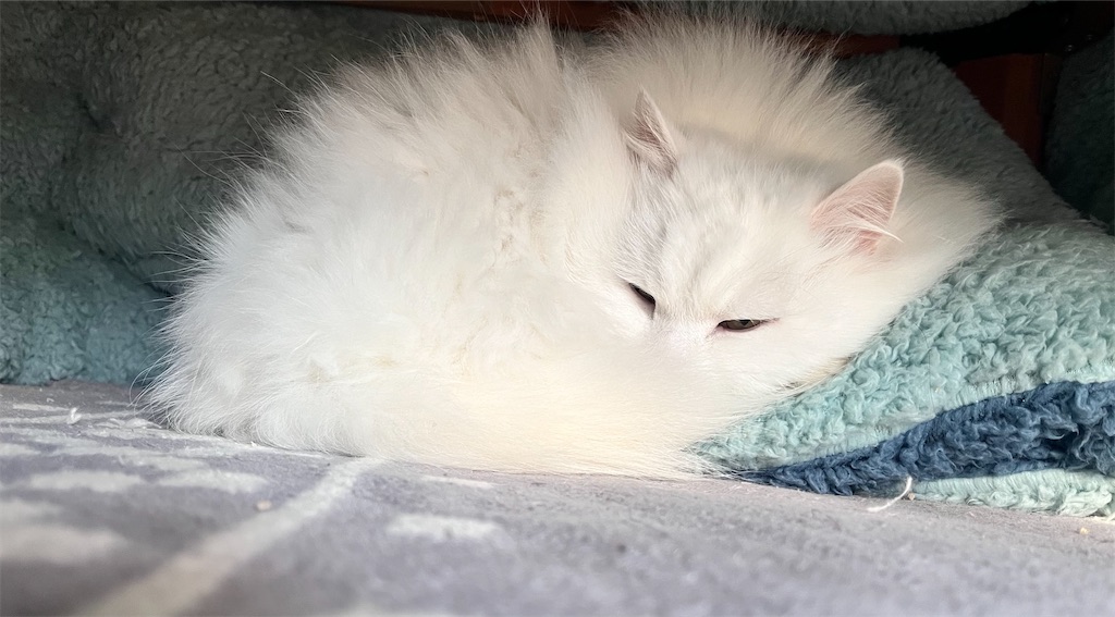 f:id:may-cat:20240129220716j:image