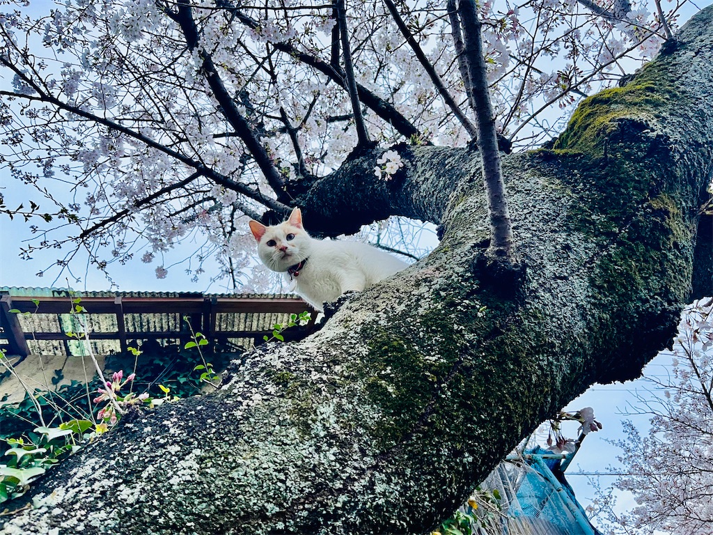 f:id:may-cat:20240407205136j:image