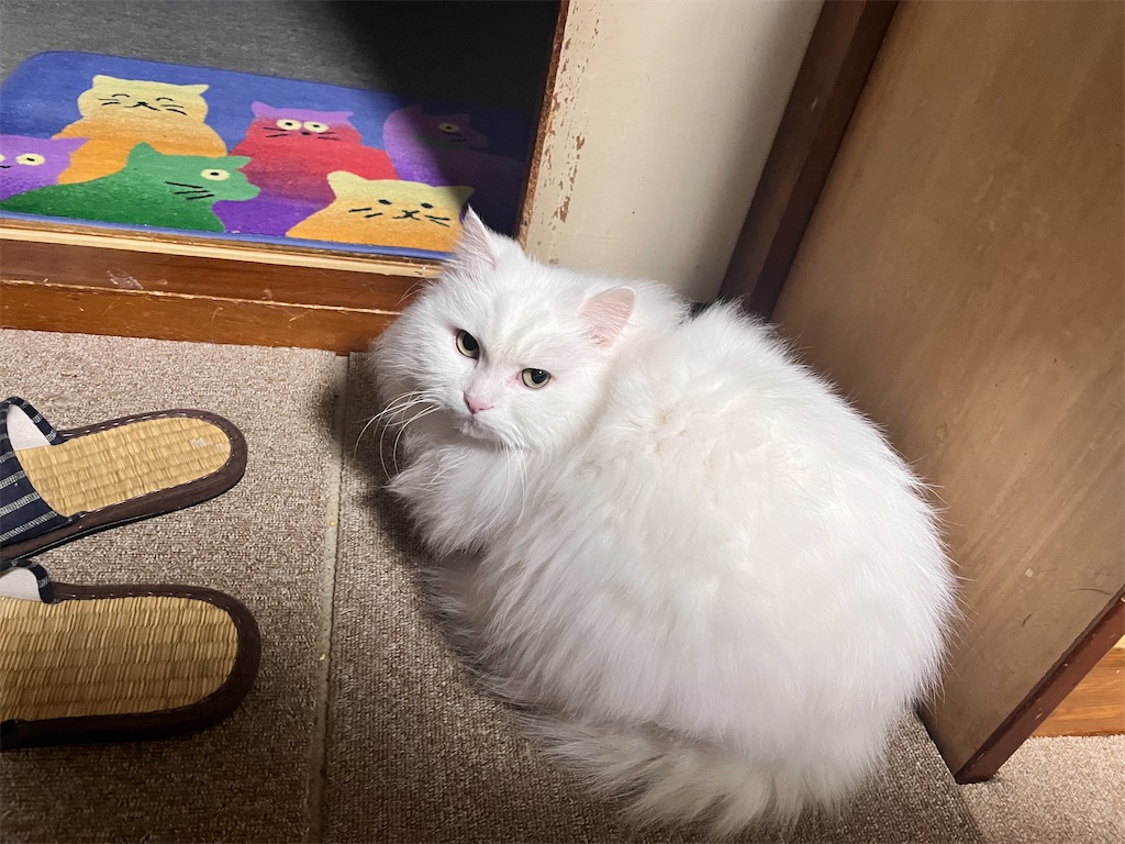 f:id:may-cat:20240423192119j:image