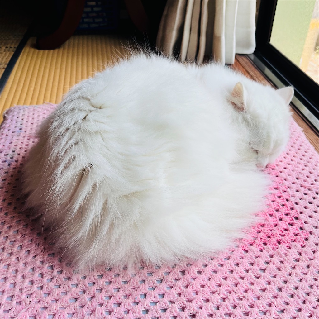 f:id:may-cat:20240512230012j:image