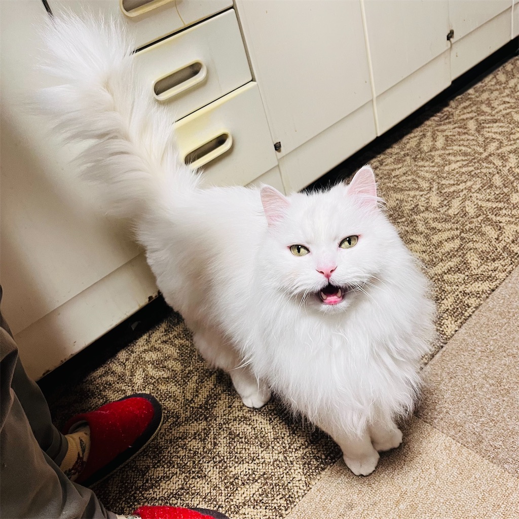 f:id:may-cat:20240524212656j:image