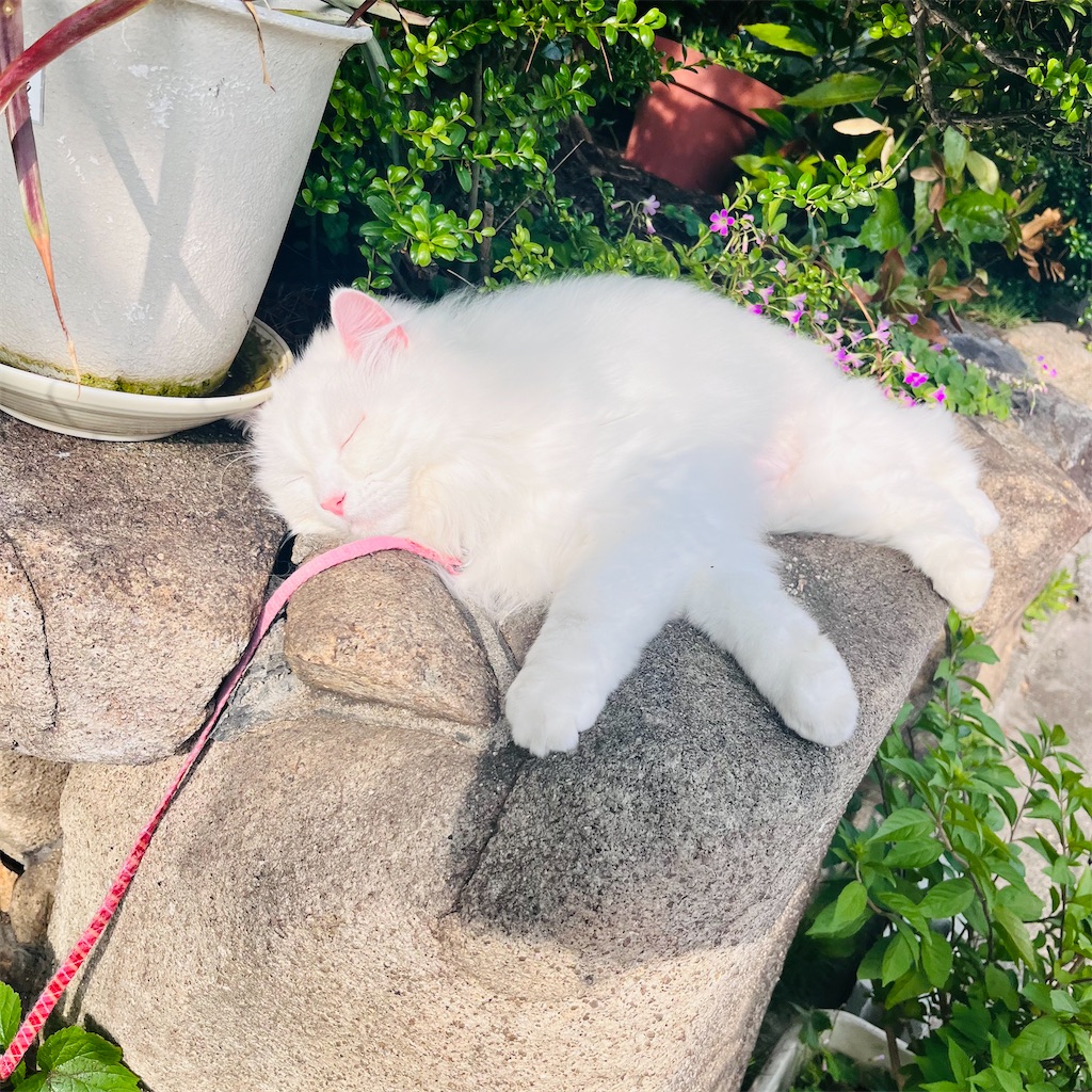 f:id:may-cat:20240602221545j:image
