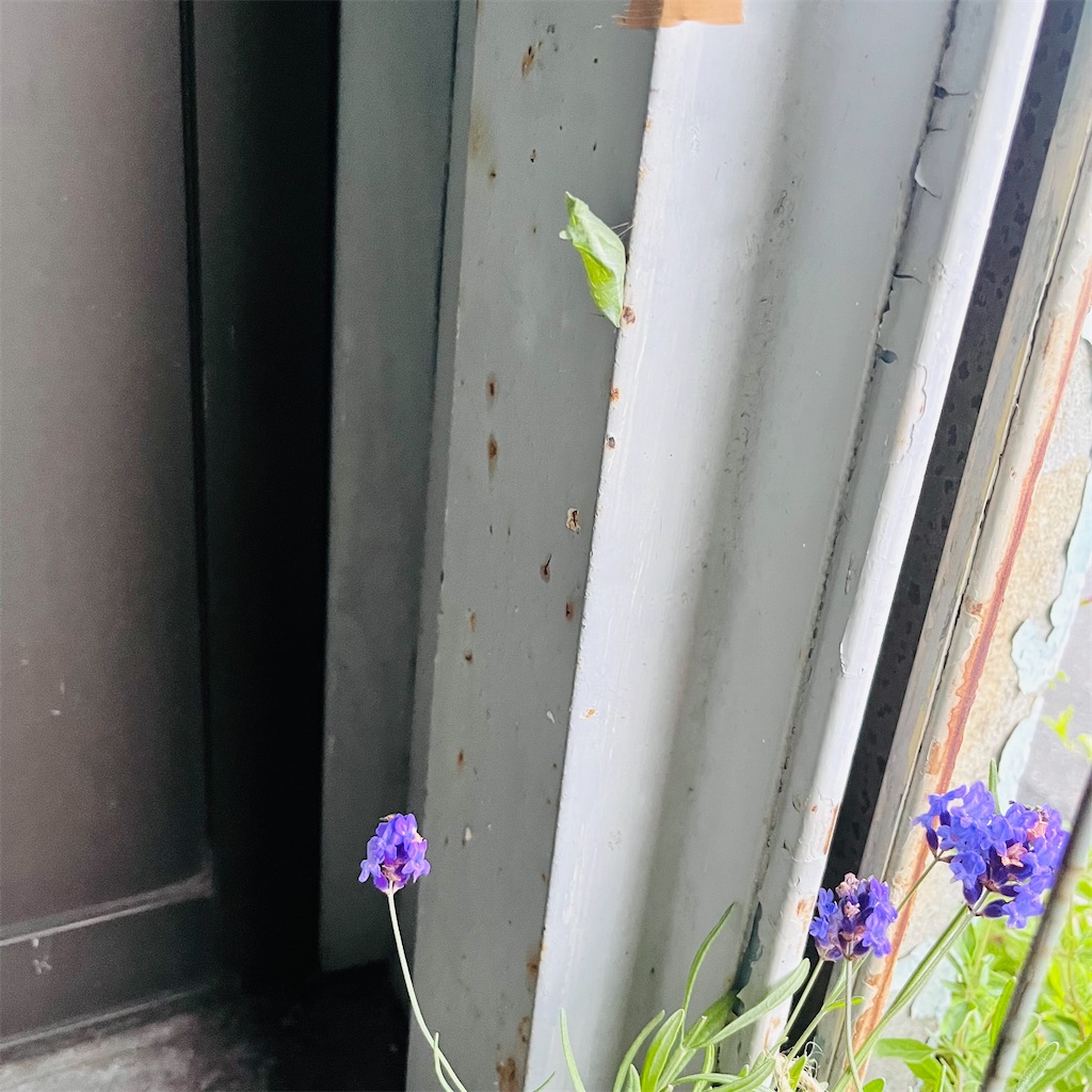 f:id:may-cat:20240612201846j:image f:id:may-cat:20240612201846j:image
