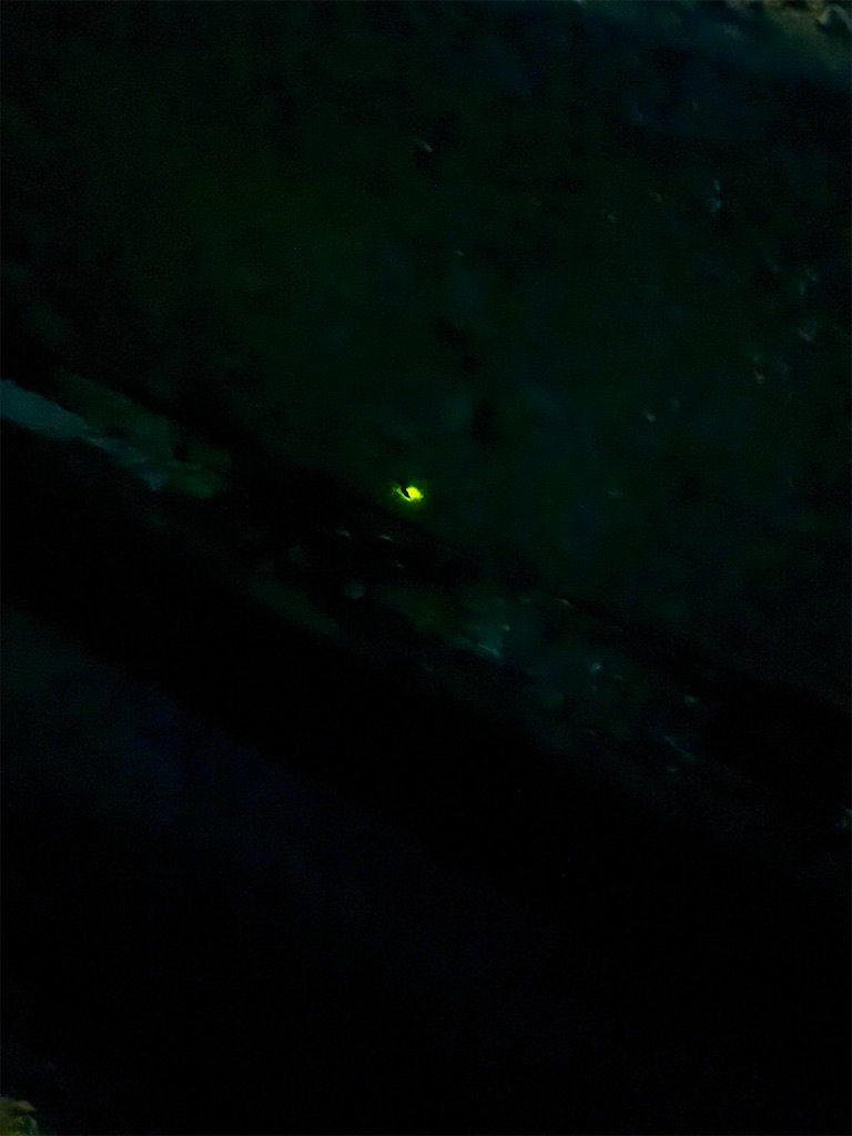 f:id:may-cat:20240618214140j:image