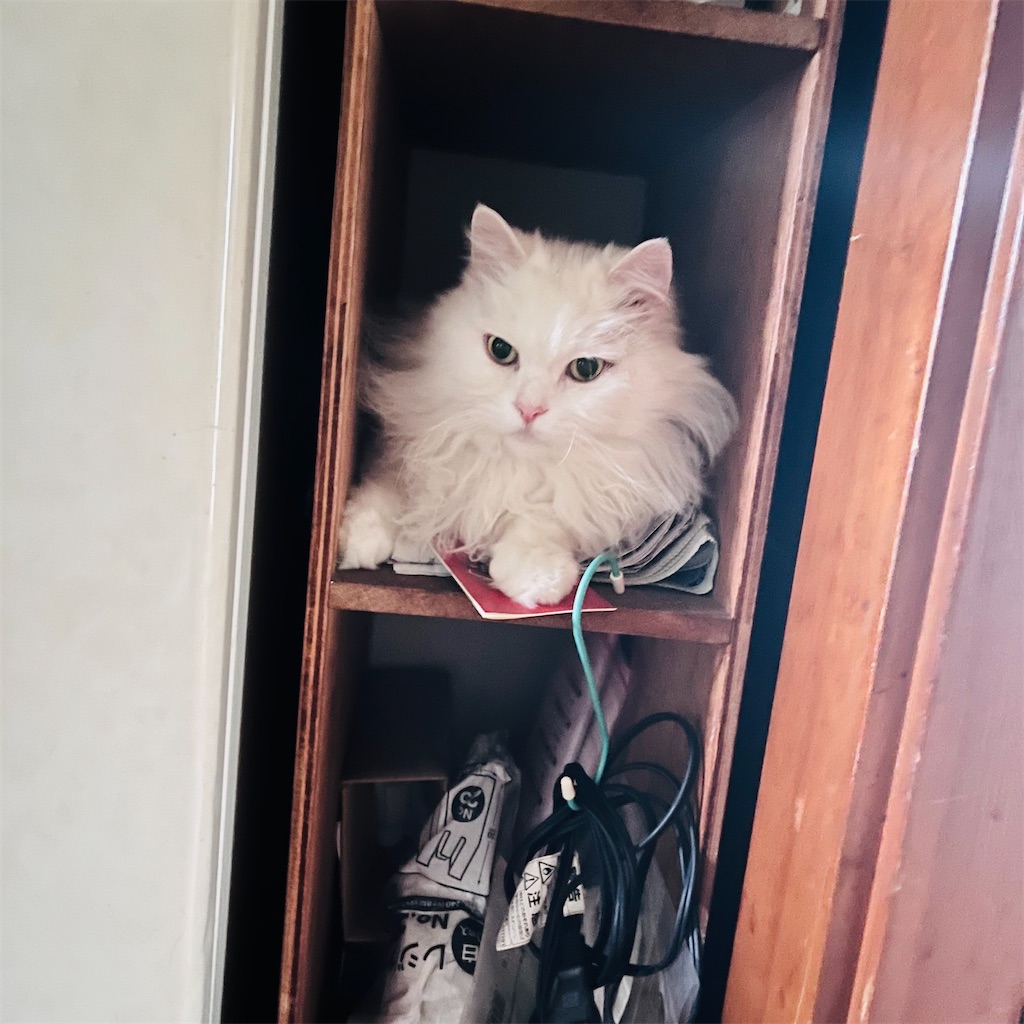 f:id:may-cat:20240628221147j:image