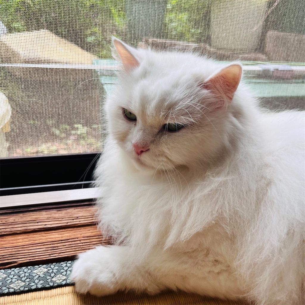 f:id:may-cat:20240701212332j:image f:id:may-cat:20240701212332j:image