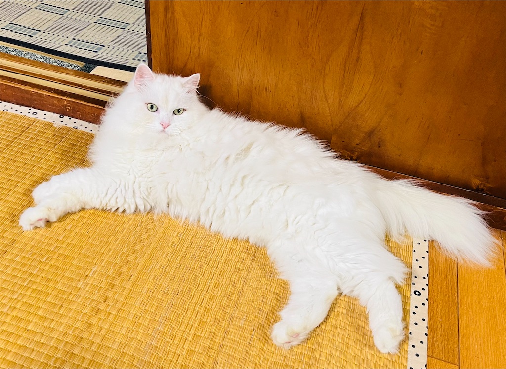 f:id:may-cat:20240831203643j:image