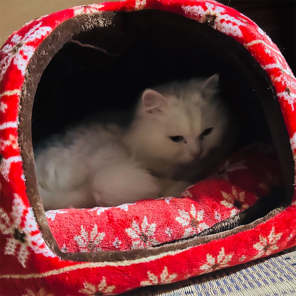f:id:may-cat:20241125212351j:image