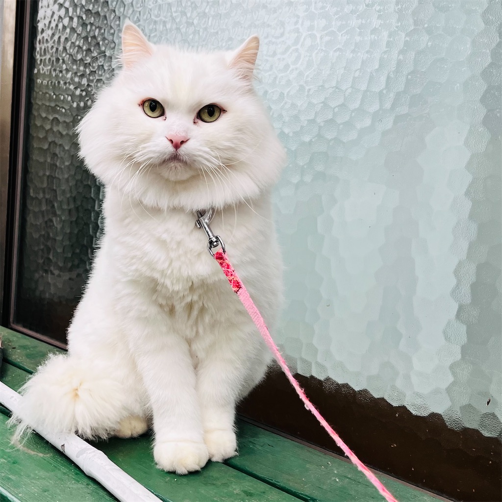 f:id:may-cat:20241126203548j:image f:id:may-cat:20241126203548j:image