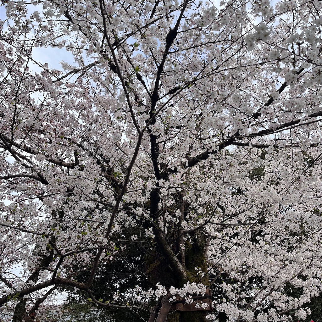 f:id:may-cat:20250328215319j:image