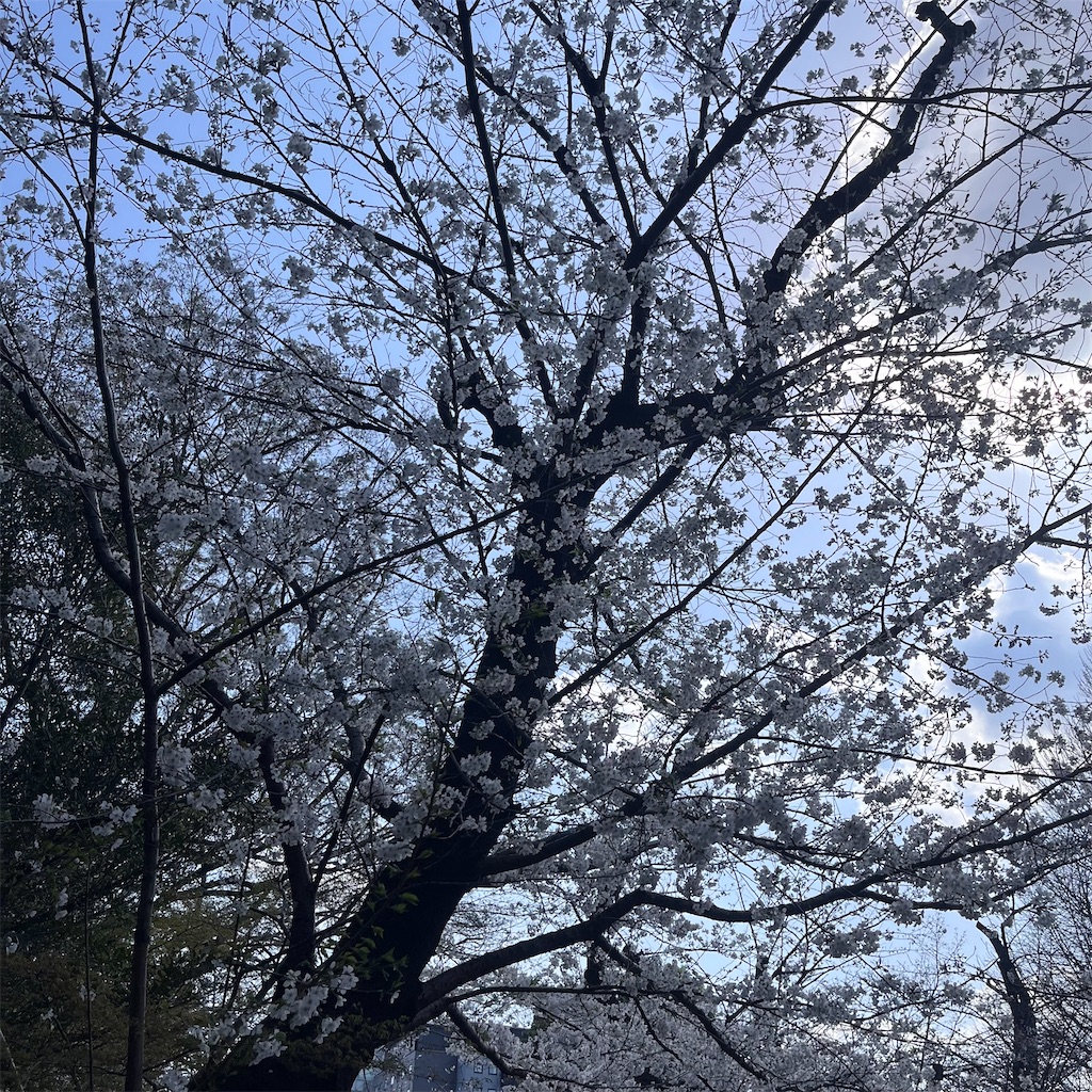 f:id:may-cat:20250330211038j:image