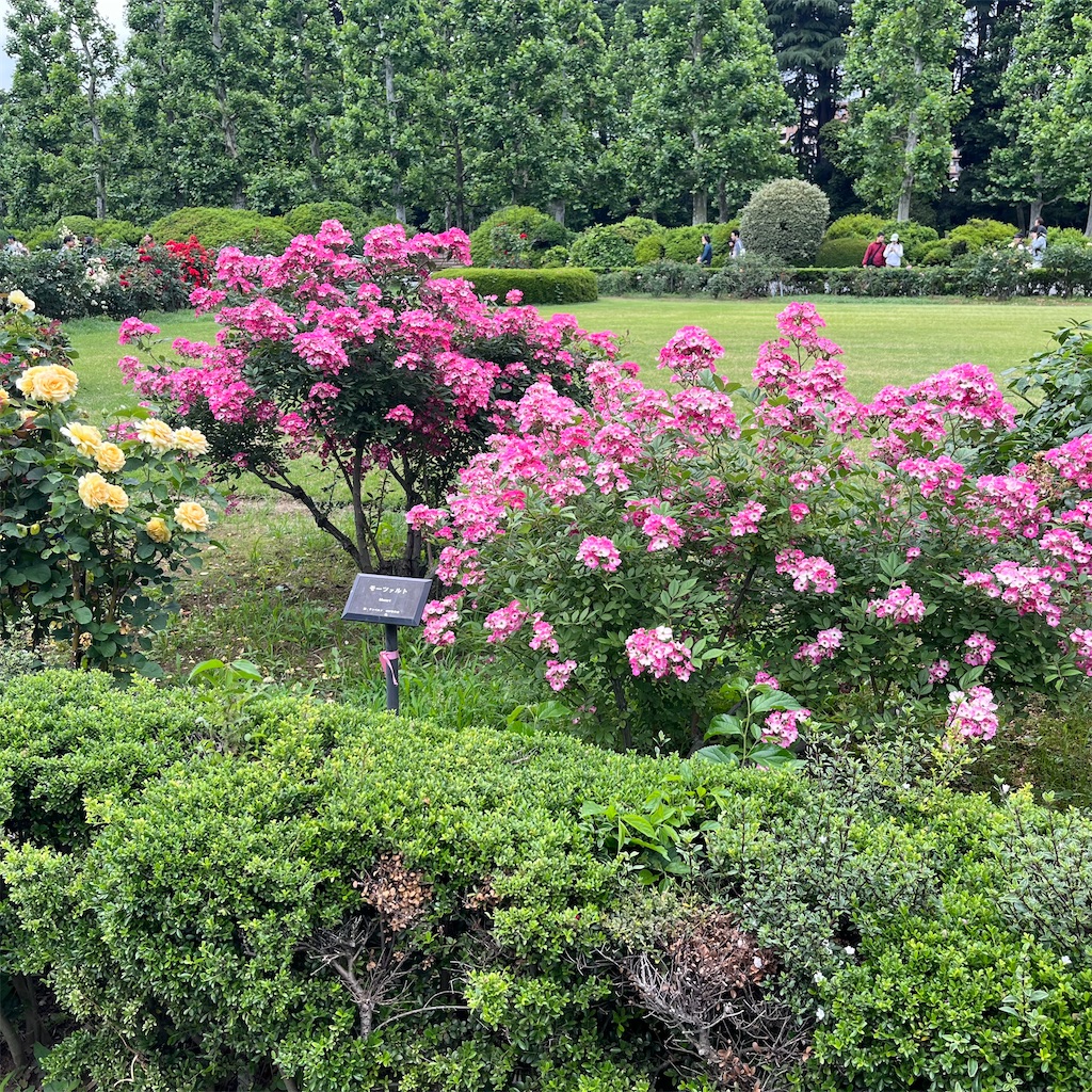 f:id:may-cat:20250524221939j:image