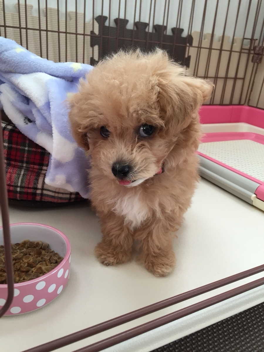 オーダー 犬種確認 プードル ダックスフンド 柴犬 パピヨン 猫 ゴールデン 保存版】初心者必見‼️, image size:900x1200