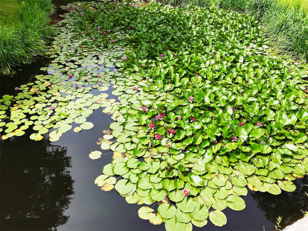 f:id:may_hula:20190701235443j:image f:id:may_hula:20190701235443j:image