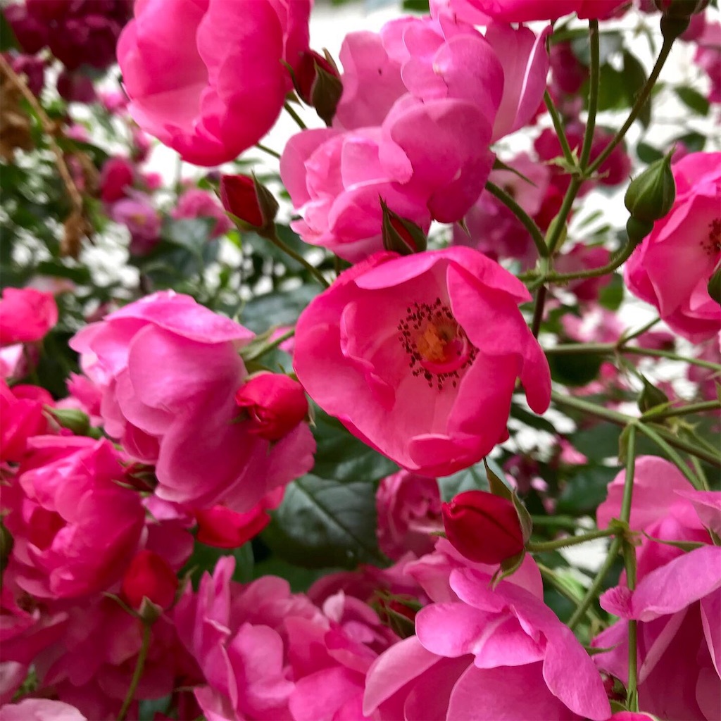 f:id:may_hula:20190708231730j:image