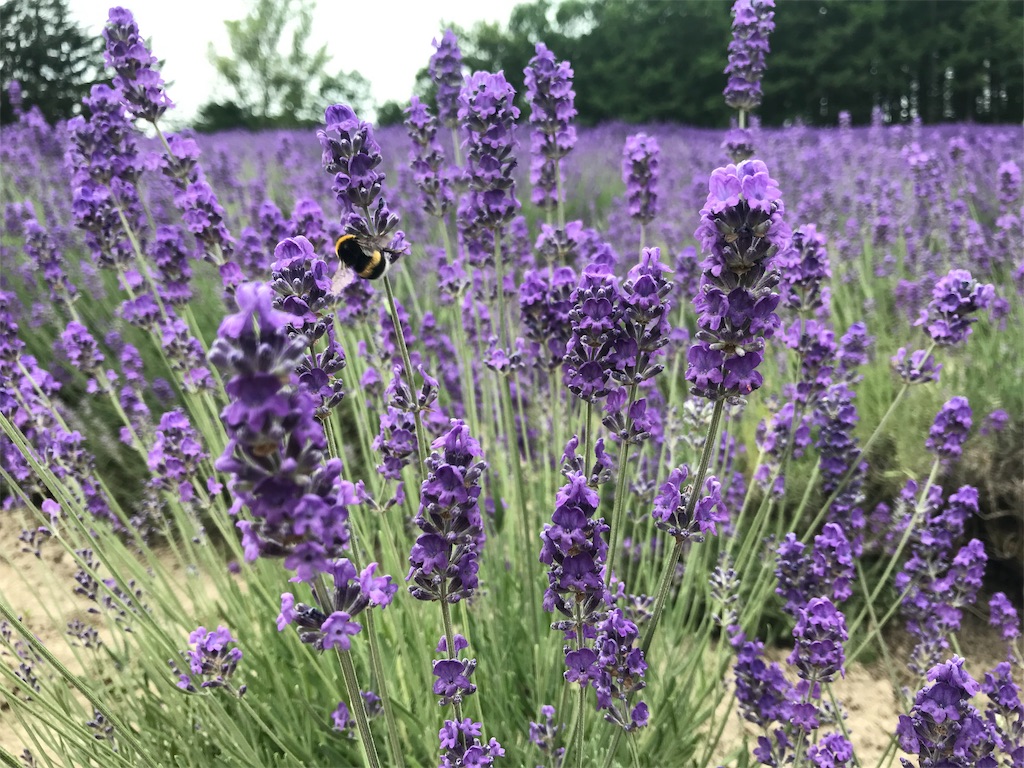 f:id:may_hula:20190721155349j:image f:id:may_hula:20190721155349j:image