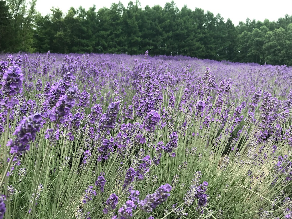 f:id:may_hula:20190721155352j:image f:id:may_hula:20190721155352j:image