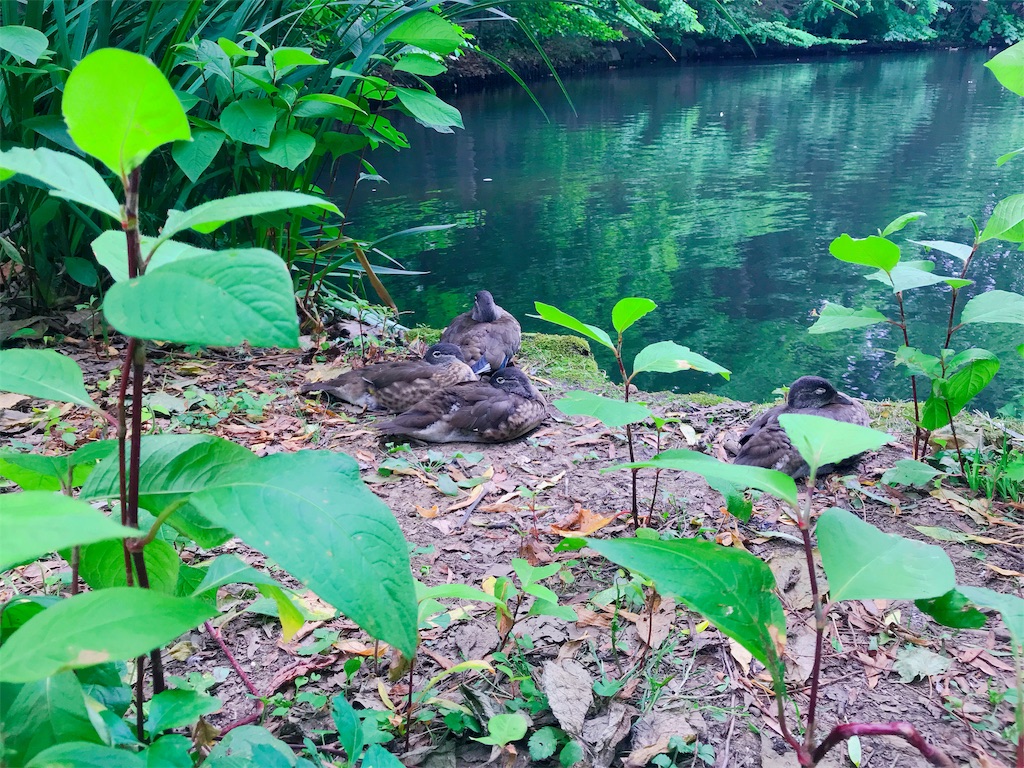 f:id:may_hula:20190721155941j:image f:id:may_hula:20190721155941j:image