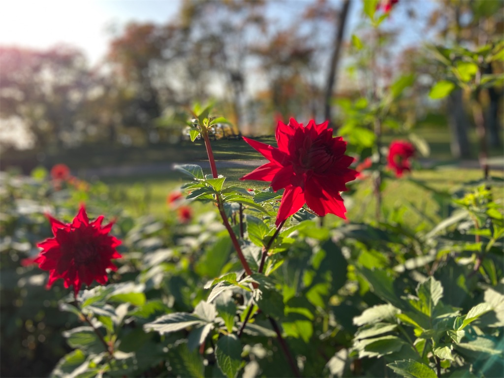 f:id:may_hula:20191018081327j:image