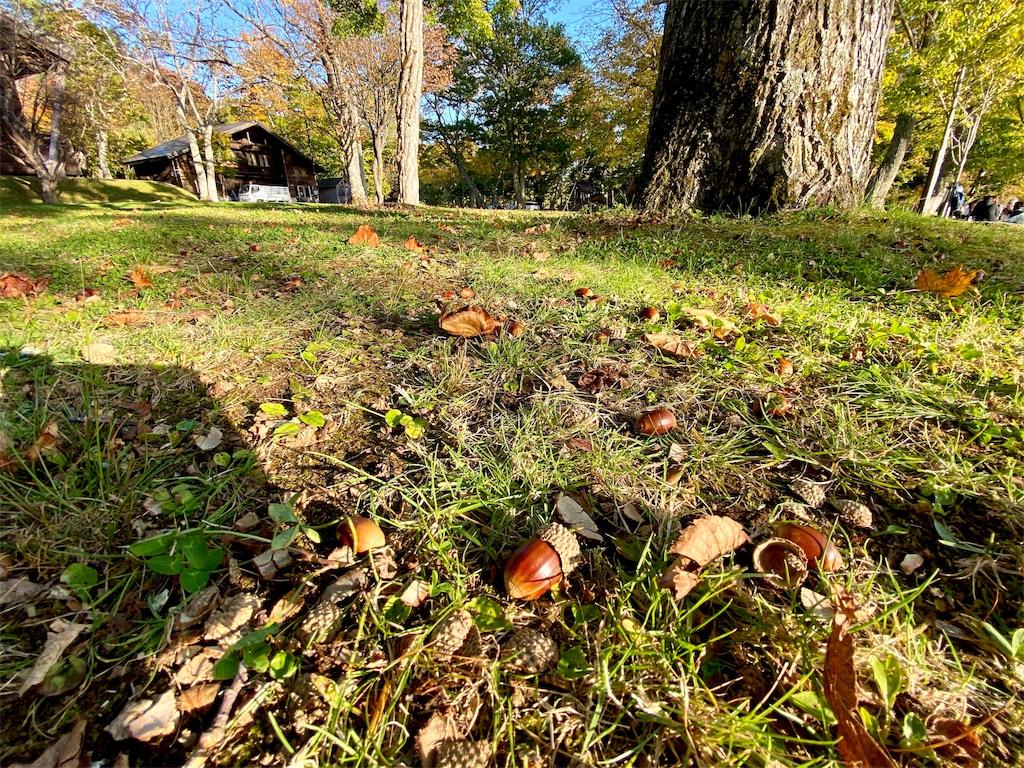 f:id:may_hula:20191018081330j:image