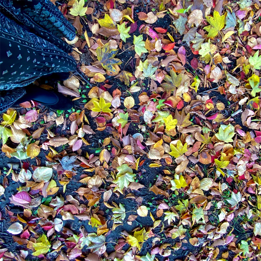 f:id:may_hula:20191029024901j:image f:id:may_hula:20191029024901j:image