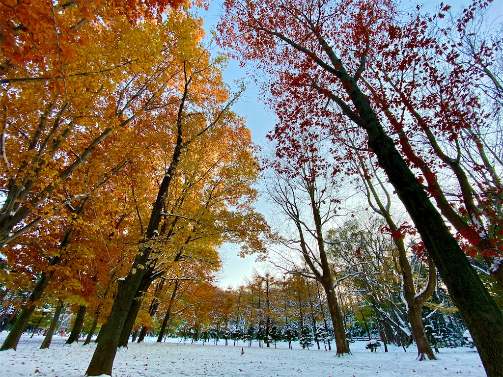 f:id:may_hula:20191206164123j:image