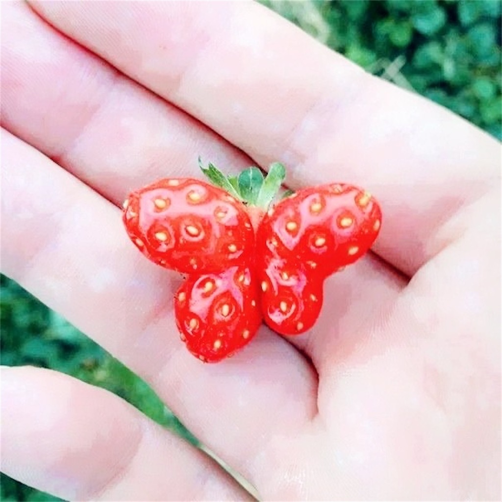 f:id:may_hula:20191211003242j:image f:id:may_hula:20191211003242j:image