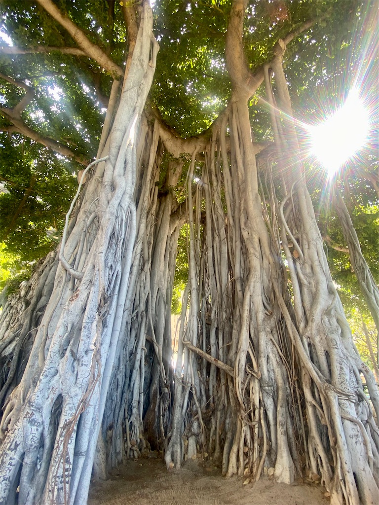 f:id:may_hula:20241117002501j:image