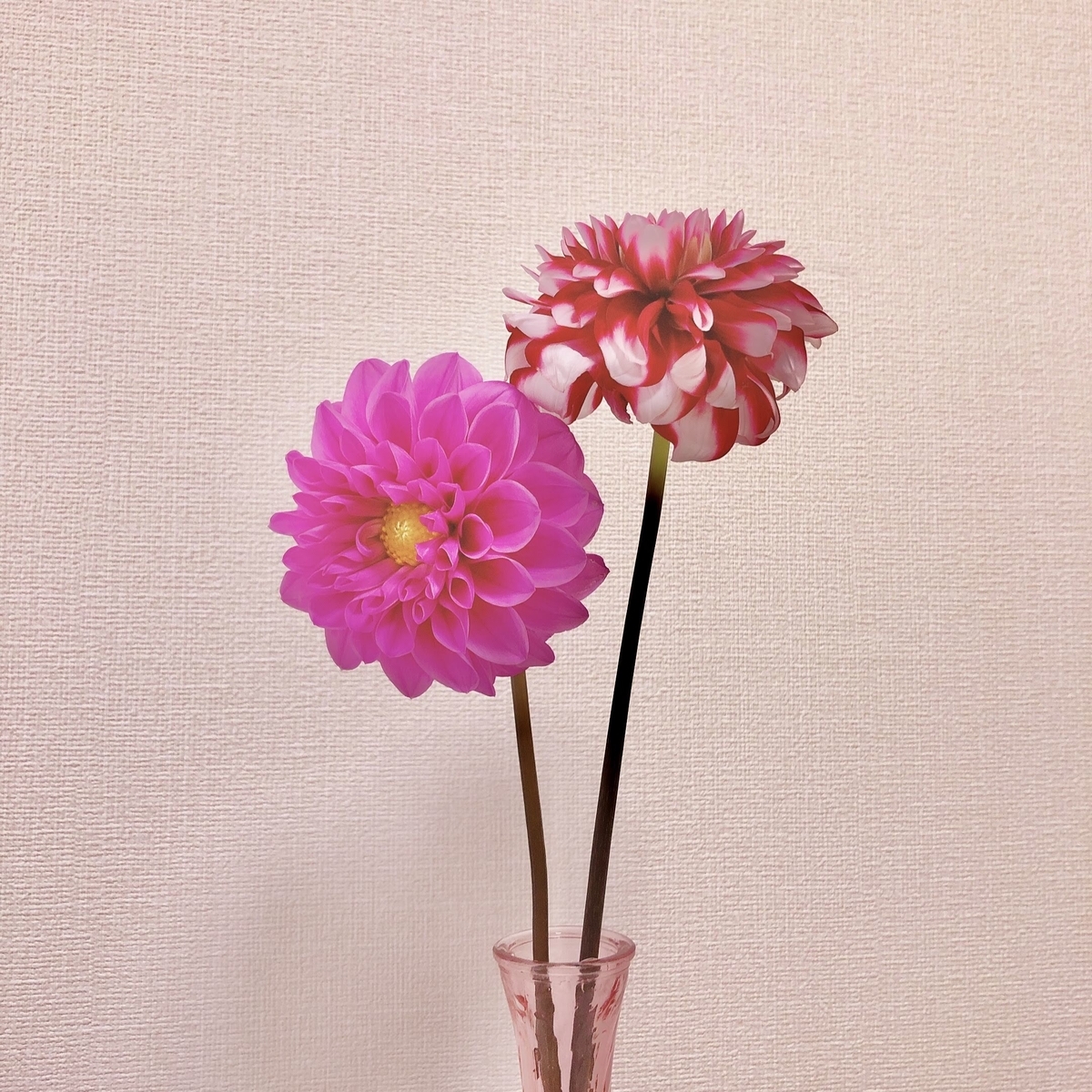 f:id:may_negi:20210512235922j:plain