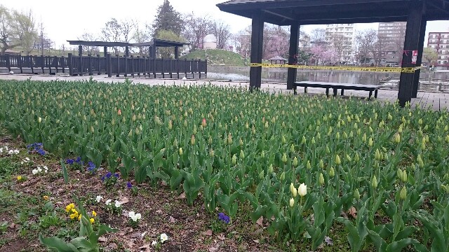 f:id:mayakalife:20200504201832j:image f:id:mayakalife:20200504201832j:image