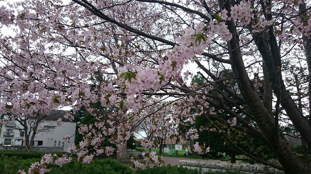 f:id:mayakalife:20200504202035j:image f:id:mayakalife:20200504202035j:image