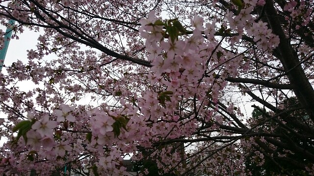 f:id:mayakalife:20200504202047j:image f:id:mayakalife:20200504202047j:image