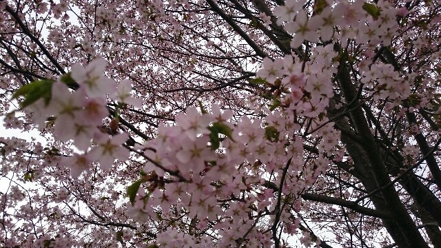 f:id:mayakalife:20200504202103j:image f:id:mayakalife:20200504202103j:image