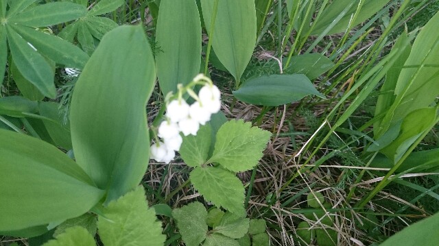 f:id:mayakalife:20200808111053j:image f:id:mayakalife:20200808111053j:image