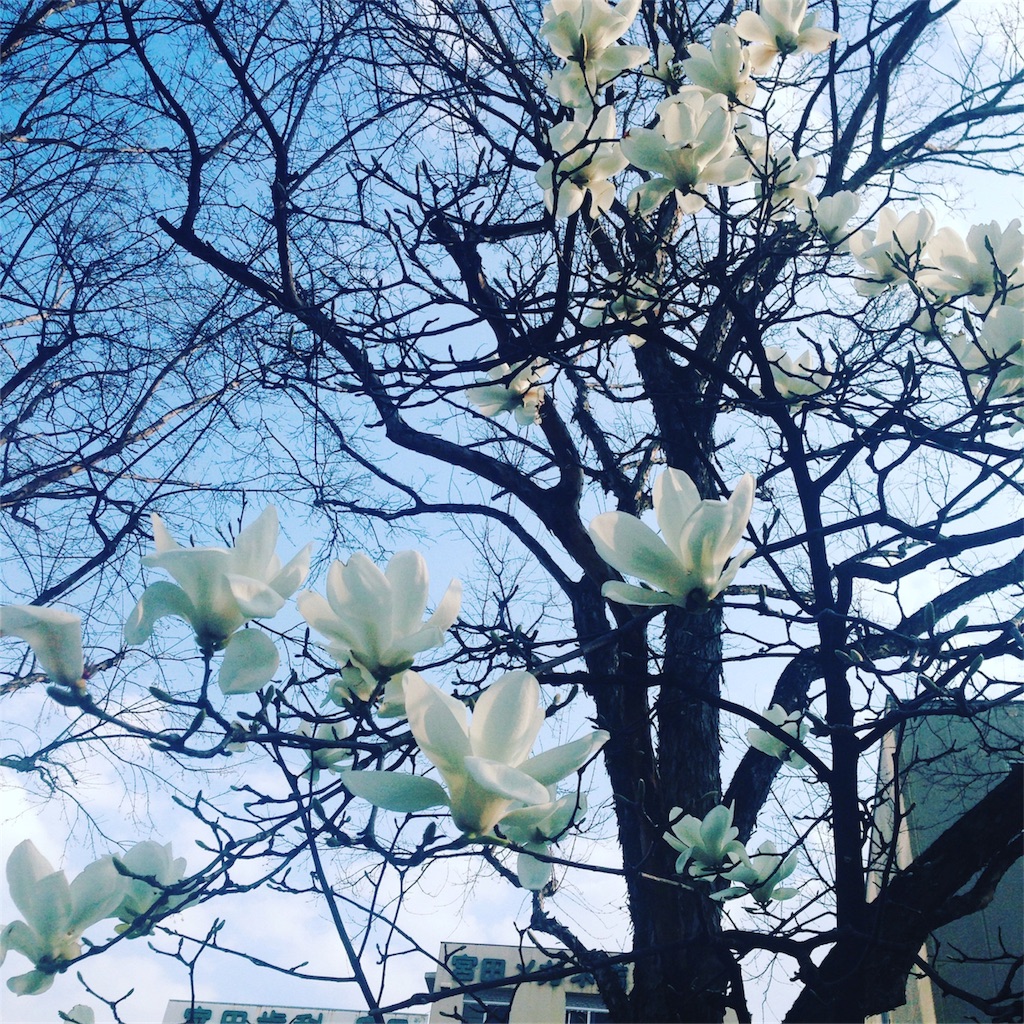f:id:mayamuluc249:20170406153408j:image f:id:mayamuluc249:20170406153408j:image