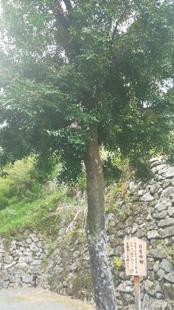 f:id:mayan555:20220524210518j:image
