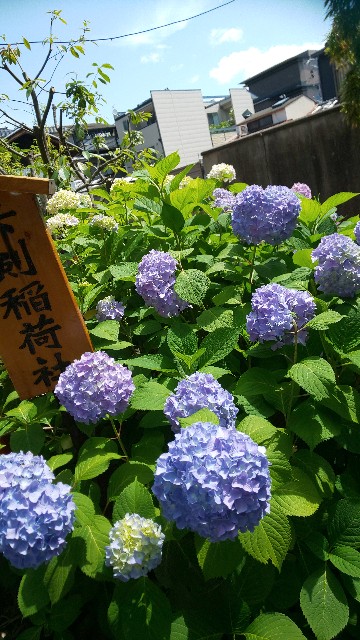 f:id:mayan555:20220716174621j:image