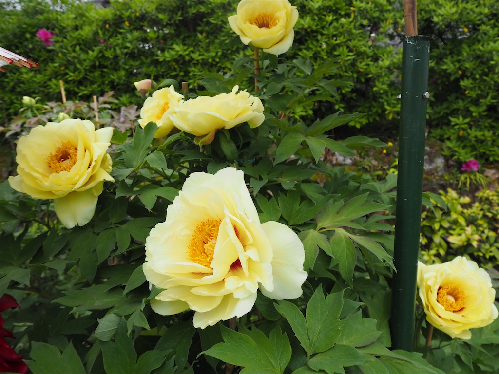 f:id:maychigocake329:20220427220127j:image f:id:maychigocake329:20220427220127j:image