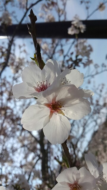 f:id:mayflower81:20180406135559j:image