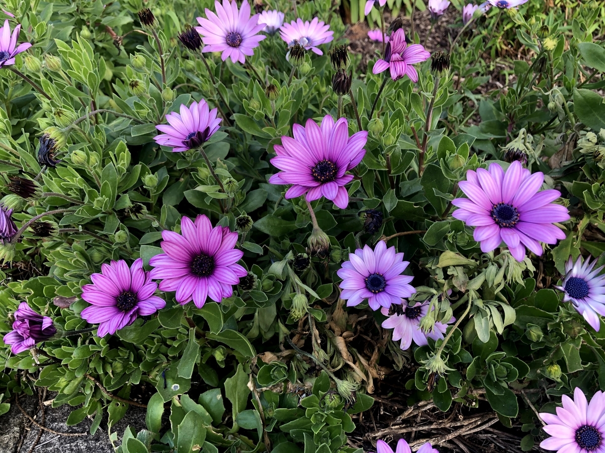 f:id:mayinmel:20200809155939j:plain