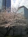 青山劇場裏の桜