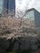 青山劇場裏の桜