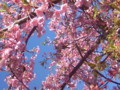 河津桜