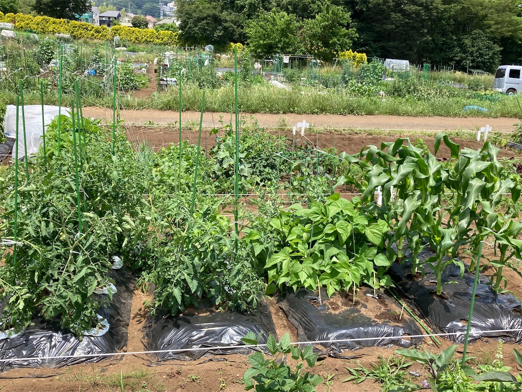 エンドウとは 動植物の人気 最新記事を集めました はてな