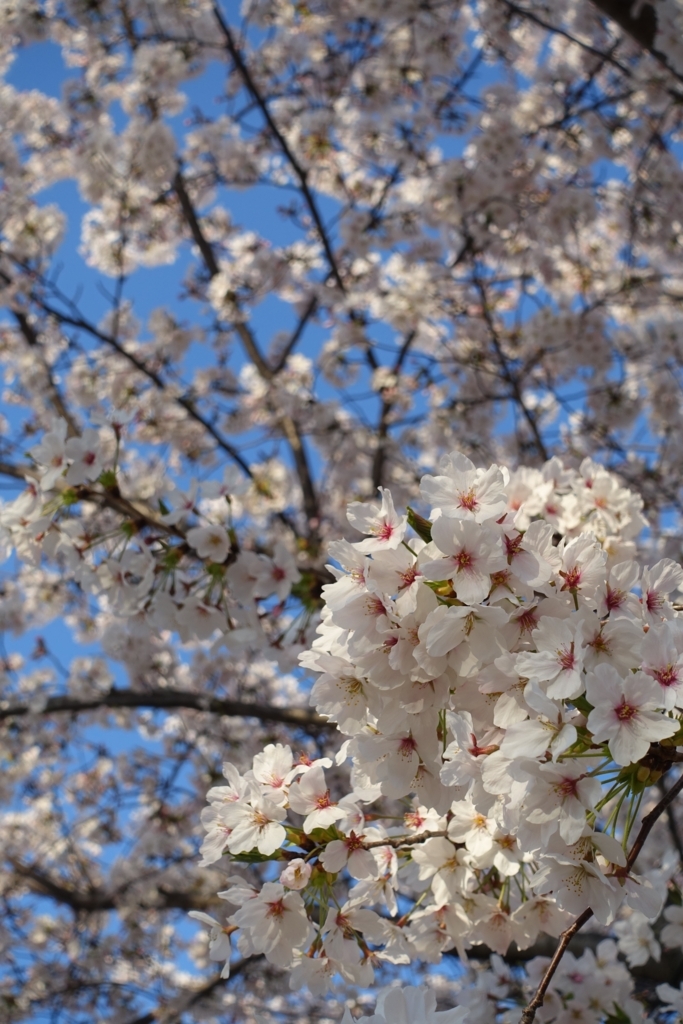 f:id:mayo333:20180329171816j:plain