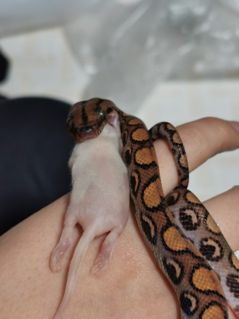 f:id:mayoichu:20230122195648j:image