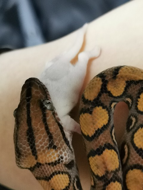 f:id:mayoichu:20230122195720j:image