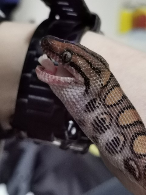 f:id:mayoichu:20230122195759j:image