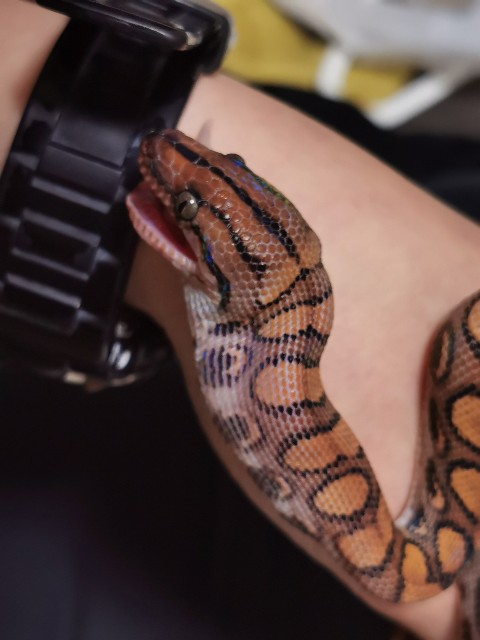 f:id:mayoichu:20230122195825j:image